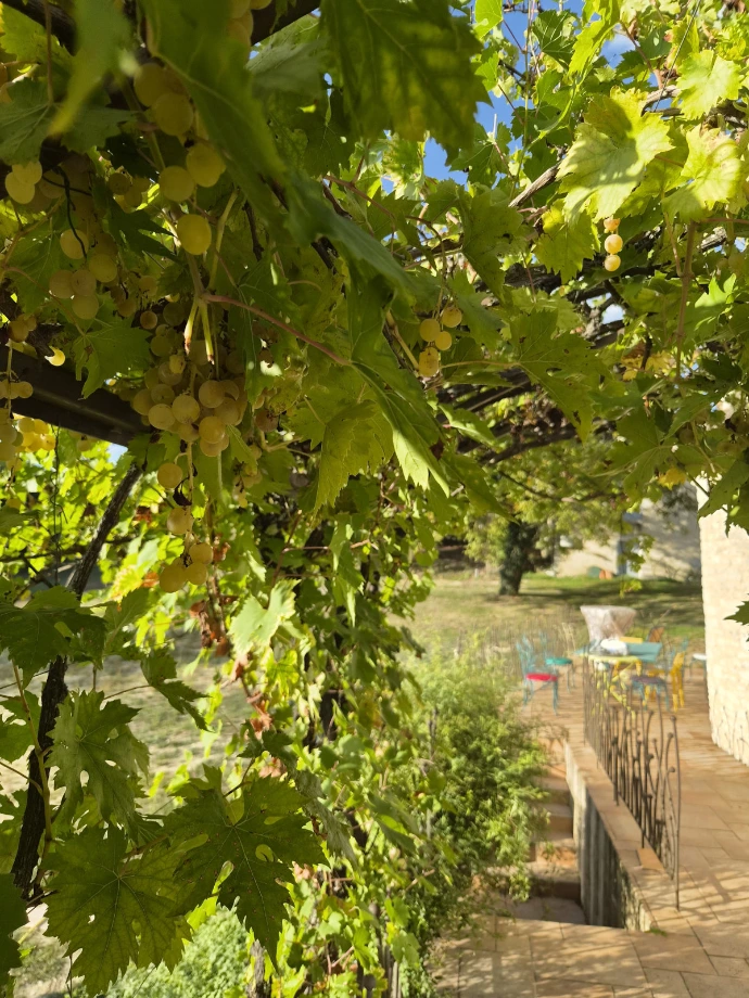 Pergola Raisin Appuis sur Mur Pergola Raisin Appuis sur Mur